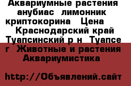 Аквариумные растения анубиас, лимонник, криптокорина › Цена ­ 50 - Краснодарский край, Туапсинский р-н, Туапсе г. Животные и растения » Аквариумистика   